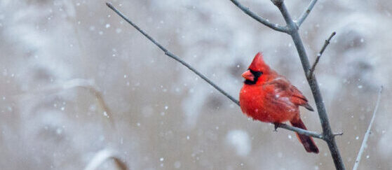 cardinal